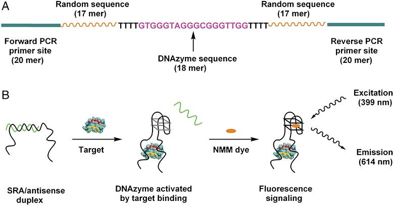 In Vitro Selection of Structure-Switching, Self-Reporting Aptamers