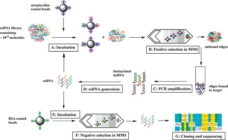 Generation of Highly Specific Aptamers via Micromagnetic Selection