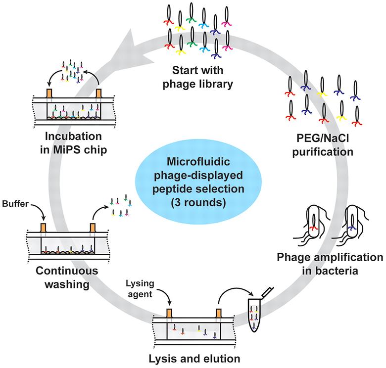 Selection of Phage-Displayed Peptides on Live Adherent Cells in Microfluidic Channels