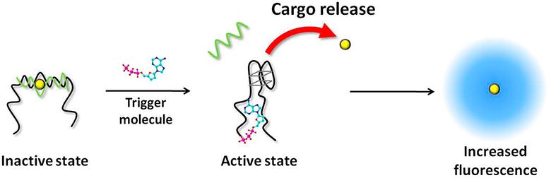 In Vitro Selection of Shape-Changing DNA Nanostructures Capable of Binding-Induced Cargo Release
