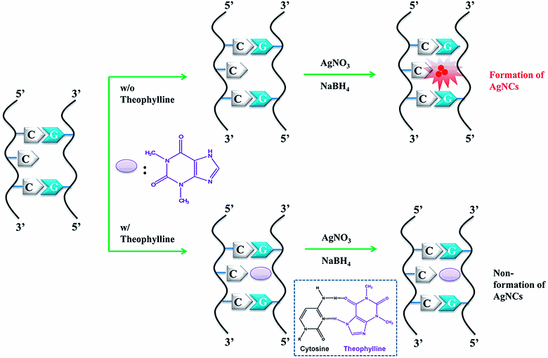Target-Controlled Formation of Silver Nanoclusters in Abasic Site-Incorporated Duplex DNA for Label-Free Fluorescence Detection of Theophylline