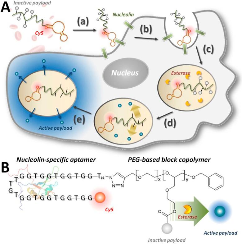 Synthetic Aptamer-Polymer Hybrid Constructs for Programmed Drug Delivery into Specific Target Cells