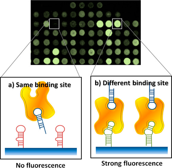 Array-Based Discovery of Aptamer Pairs
