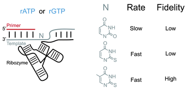 Thiolated Uridine Substrates and Templates Improve the Rate and Fidelity of Ribozyme-Catalyzed RNA Copying