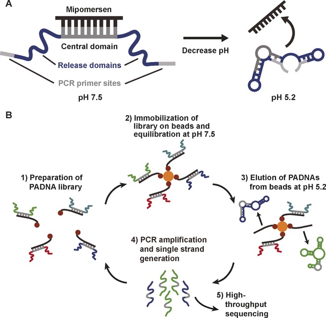 In Vitro Selection of pH-activated DNA Nanostructures
