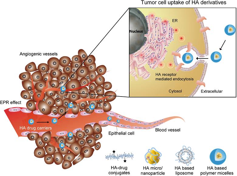 Hyaluronate and Its Derivatives for Customized Biomedical Applications