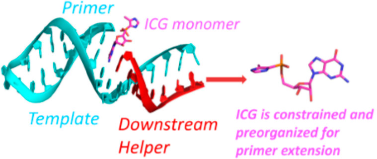 Structural Rationale for the Enhanced Catalysis of Nonenzymatic RNA Primer Extension by a Downstream Oligonucleotide