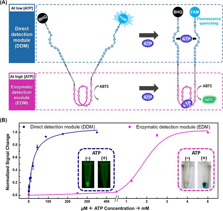A Dual-sensing DNA Nanostructure with an Ultra-broad Detection Range