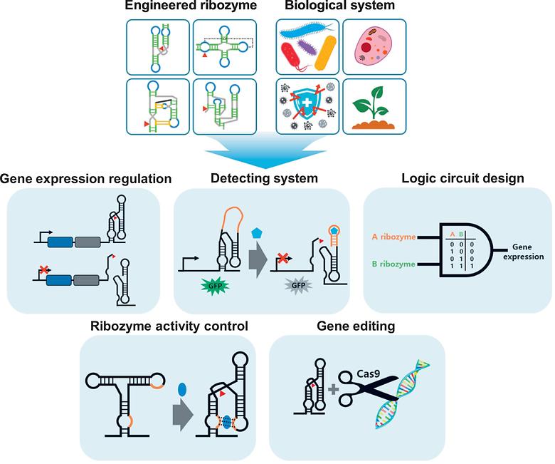 Catalytic RNA, ribozyme, and its applications in synthetic biology