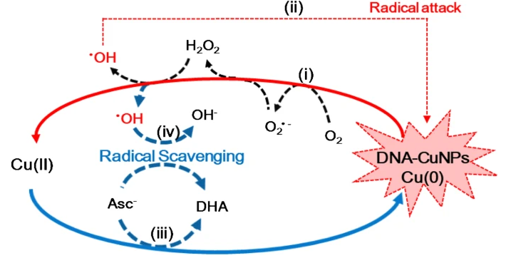 Synthesis of DNA-templated Copper Nanoparticles with Enhanced Fluorescence Stability for Cellular Imaging