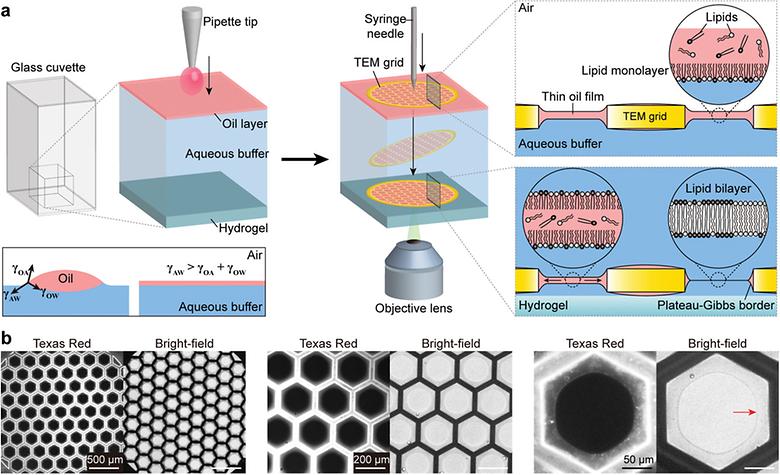 Ultra-stable Freestanding Lipid Membrane Array: Direct Visualization of Dynamic Membrane Remodeling with Cholesterol Transport and Enzymatic Reactions