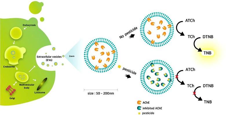 Simple Colorimetric Detection of Organophosphorous Pesticides Using Naturally Ocurring Extracellular Vesicles