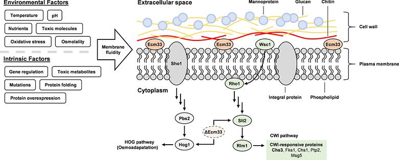 Engineering Cell Wall Integrity Enables Enhanced Squalene Production in Yeast