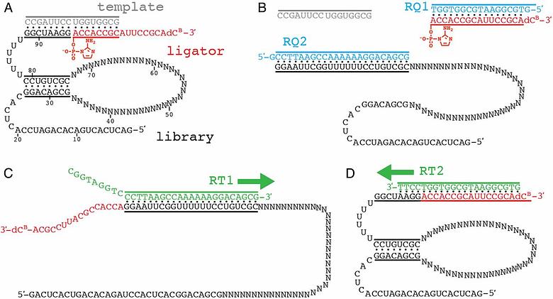 In vitro selection of ribozyme ligases that use prebiotically plausible 2-aminoimidazole-activated substrates