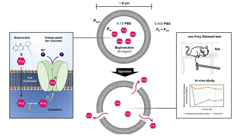 Osmotically balanced, large unilamellar liposomes that enable sustained bupivacaine release for prolonged pain relief in in vivo rat models