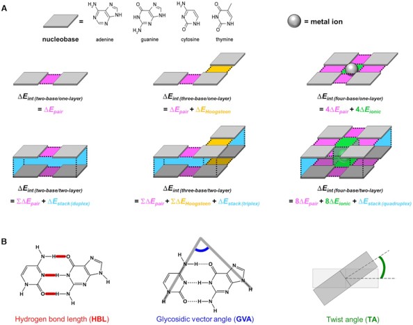 A unified computational view of DNA duplex, triplex, quadruplex and their donor–acceptor interactions