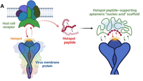 De novo selected hACE2 mimics that integrate hot-spot peptides with aptameric scaffolds for binding tolerance of SARS-CoV-2 variants