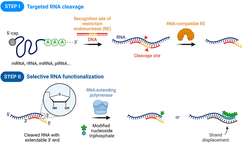 Selective RNA labeling by RNA-compatible Type II restriction endonuclease and RNA-extending DNA polymerase