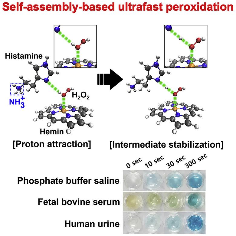 Noncovalent minimal assembly of exogenous histamine with hemin cofactor as a peroxidase-mimicking cooperative catalyst