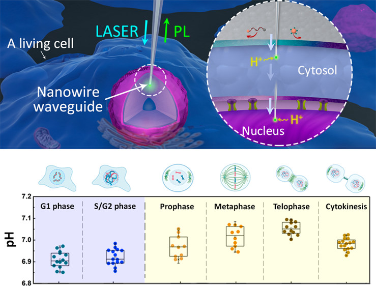 Live streaming of a single cell's life over a local pH-monitoring nanowire waveguide