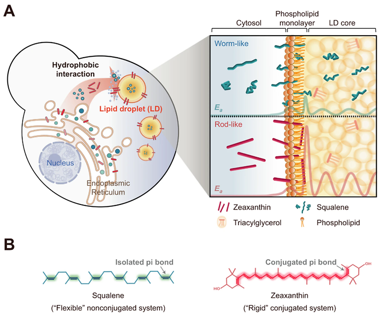 Chain flexibility of medicinal lipids determines their selective partitioning into lipid droplets