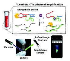 Lead-start isothermal polymerase amplification controlled by DNAzymatic switches