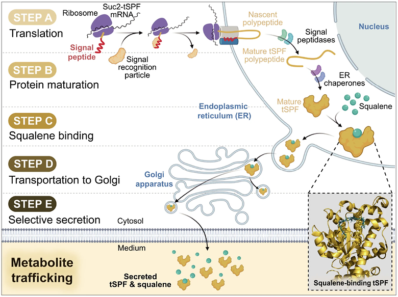 Metabolite trafficking enables membrane-impermeable-terpene secretion by yeast