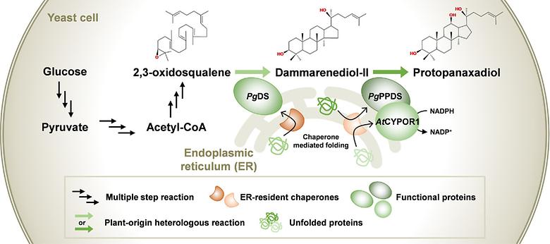 Pairing orthogonal chaperones with a cytochrome P450 for enhanced  terpene synthesis in Saccharomyces cerevisiae