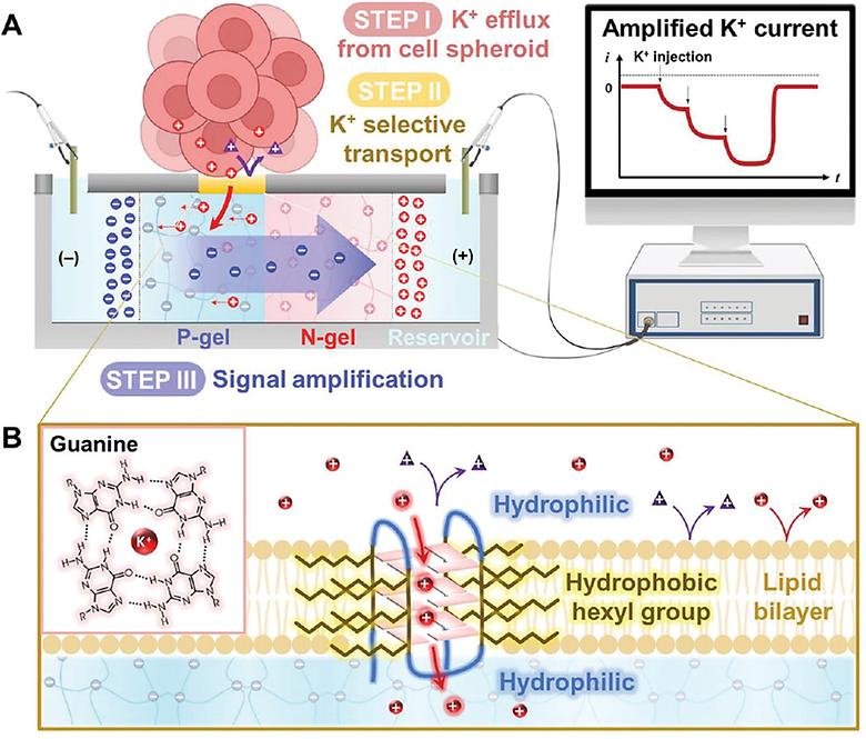 G-quadruplex-filtered selective ion-to-ion current amplification for non-invasive ion monitoring in real time