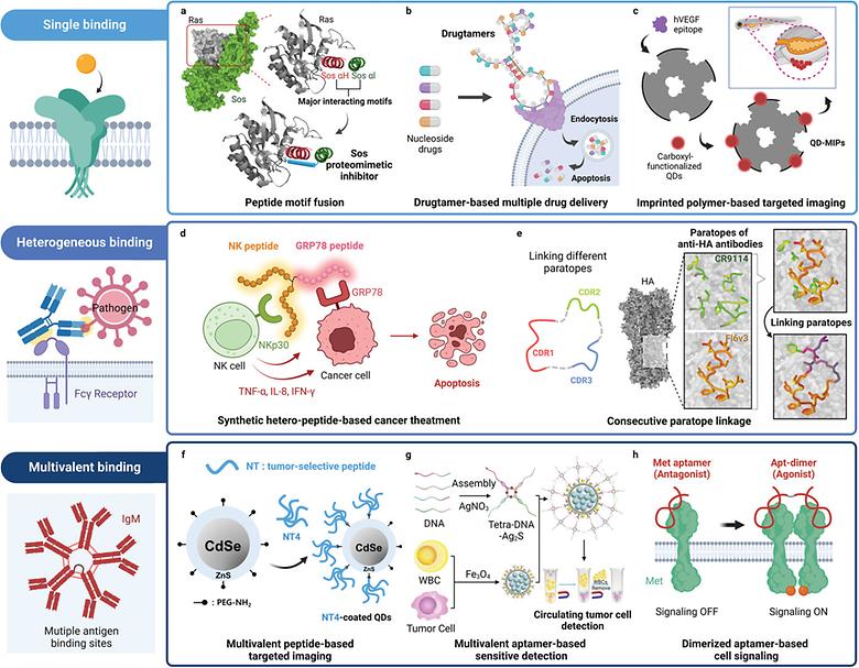 Molecular complementarity of proteomimetic materials for target-specific recognition and recognition-mediated complex functions