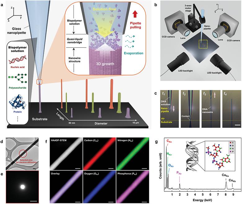 Type-Independent 3D Writing and Nano-Patterning of Confined Biopolymers