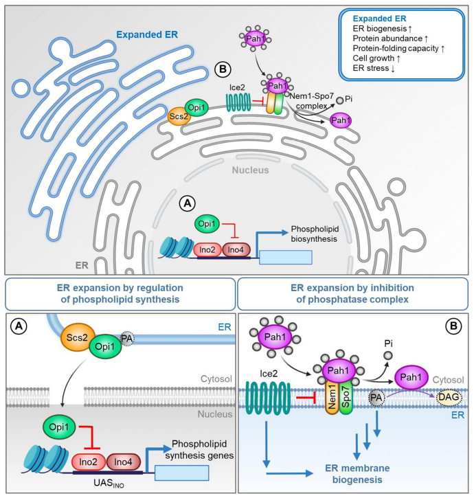 Harnessing cellular organelles to bring new functionalities into yeast