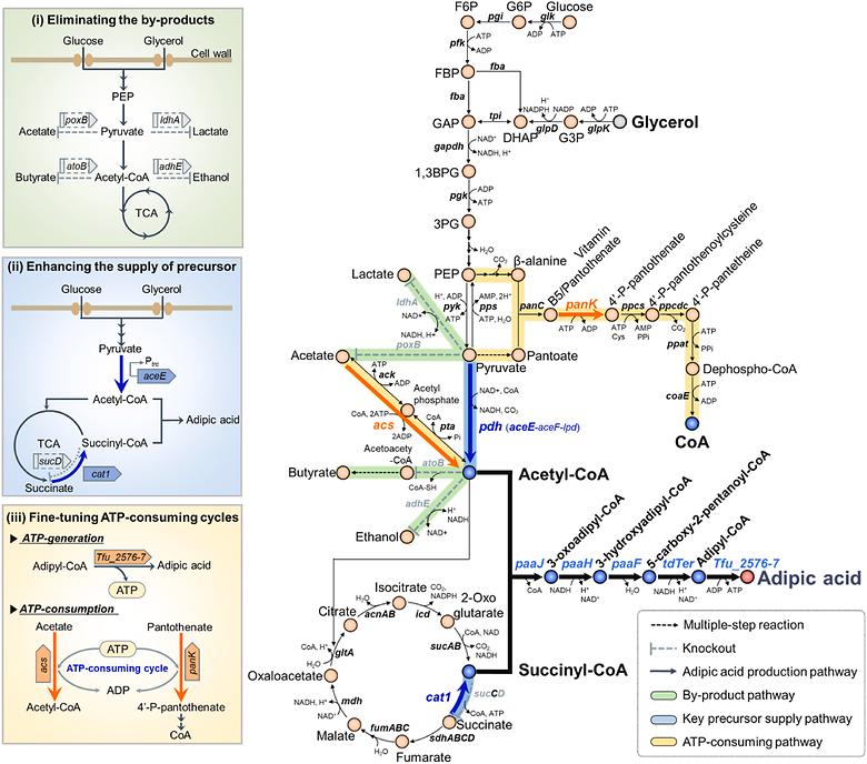 Coordinated reprogramming of ATP metabolism strongly enhances adipic acid production in Escherichia coli