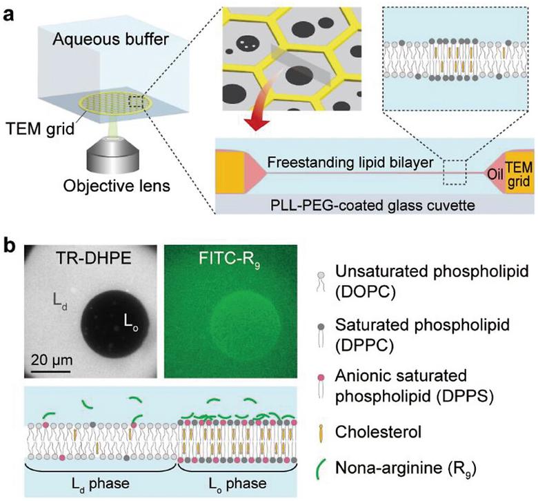 Arginine-Rich Cell-Penetrating Peptides Induce Lipid Rearrangements for Their Active Translocation across Laterally Heterogeneous Membranes
