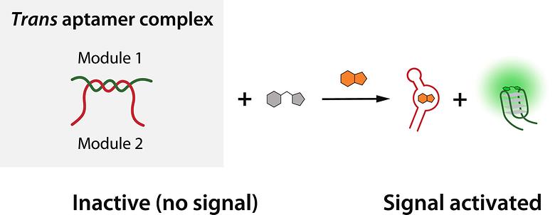 In vitro selection of a trans aptamer complex for target-responsive fluorescence activation
