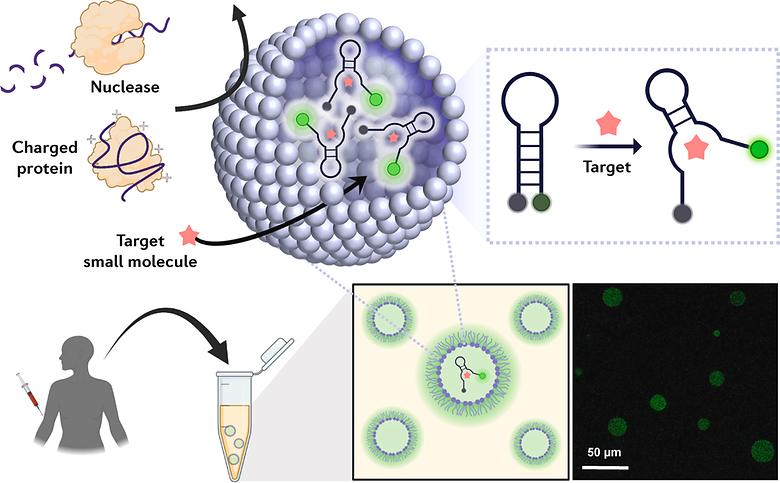 Aptasensor-encapsulating semi-permeable proteinosomes for direct target detection in non-treated biofluids
