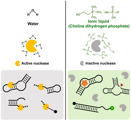 Ionic liquid-caged nucleic acids enable active folding-based molecular recognition with hydrolysis resistance