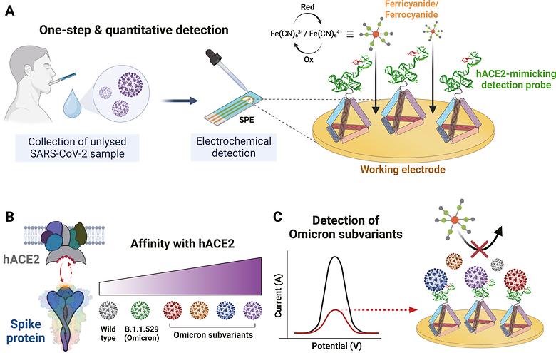 Electrochemical pan-variant detection of SARS-CoV-2 through host cell receptor-mimicking molecular recognition