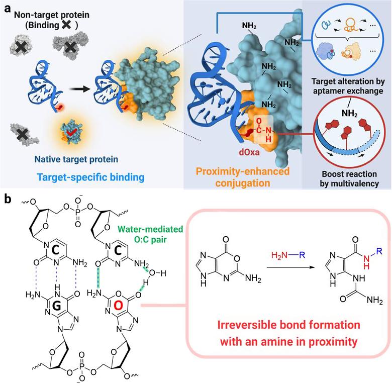 Aptamer-guided, hydrolysis-resistant deoxyoxanosine enables epitope- and moiety-selective conjugation to non-engineered proteins even in complex environments