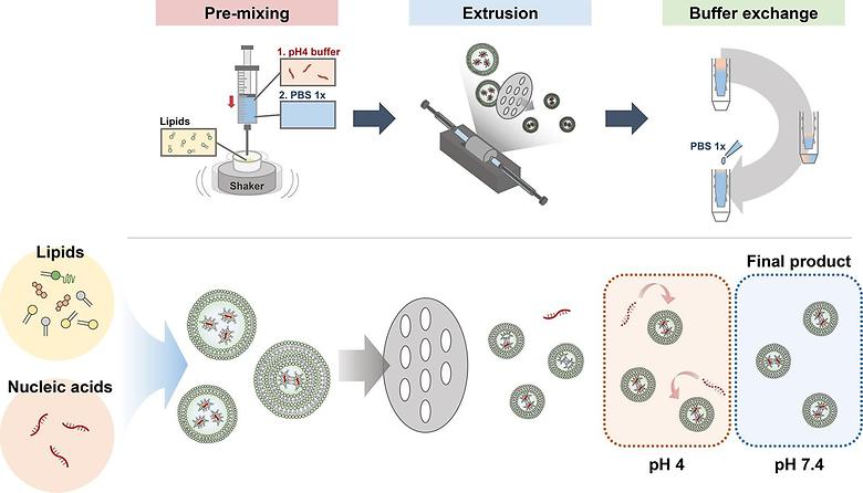 Scalable production of uniform gene-loaded lipid nanoparticles via a fluidity-controlled membrane extrusion